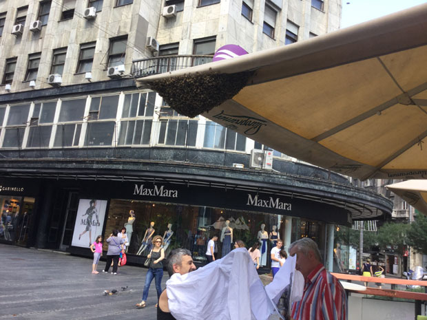 Пчеле посетиле и центар Београда